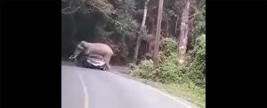 Elefante auto