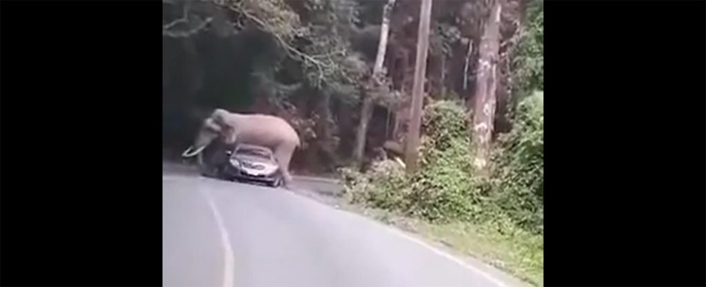 In Thailandia un elefante “saluta” sdraiandosi su un auto nel Parco Nazionale [Video]