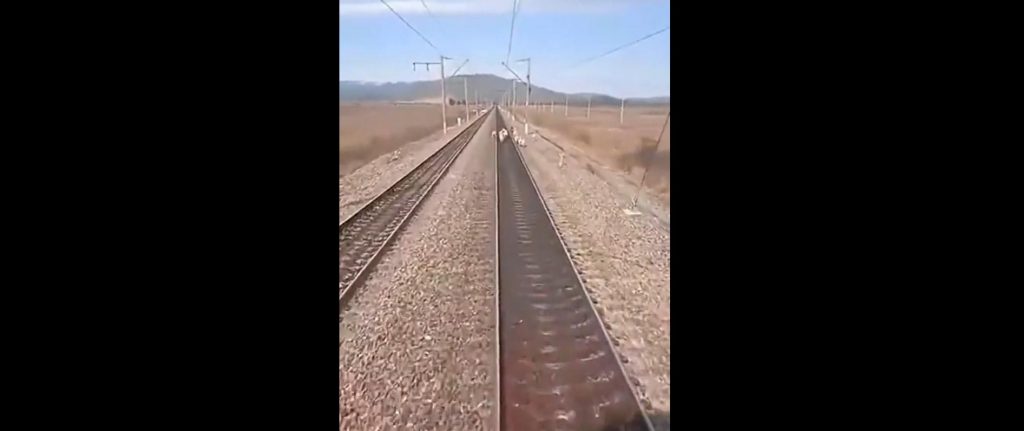 Pecorelle sui binari, disastro ferroviario schivato per un pelo