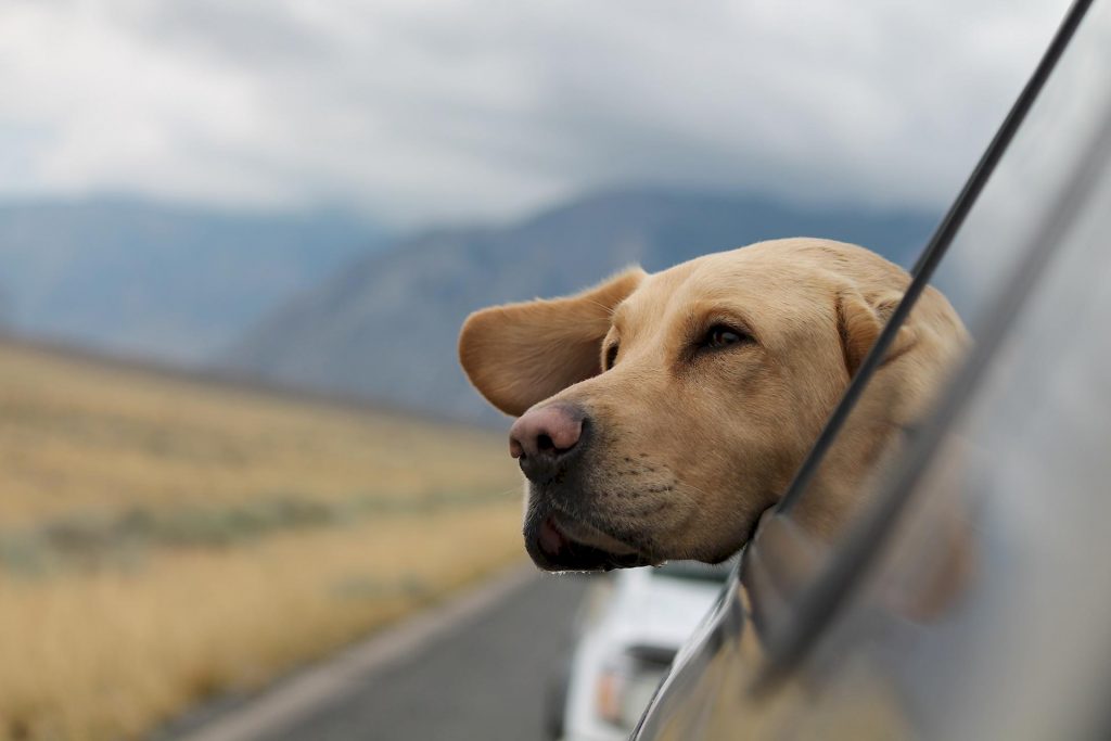 Viaggiare in auto con il cane: tutti i consigli utili per le lunghe percorrenze