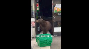 orso entra nel supermercato