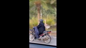 Oca in scooter