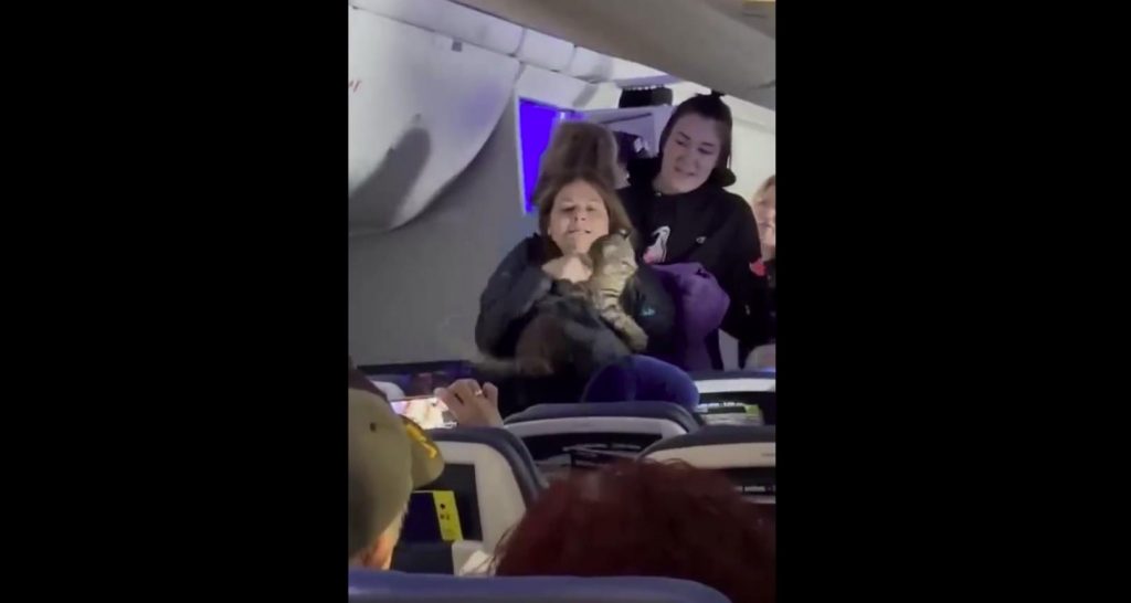 Un gatto ha terrorizzato i passeggeri di un volo negli USA