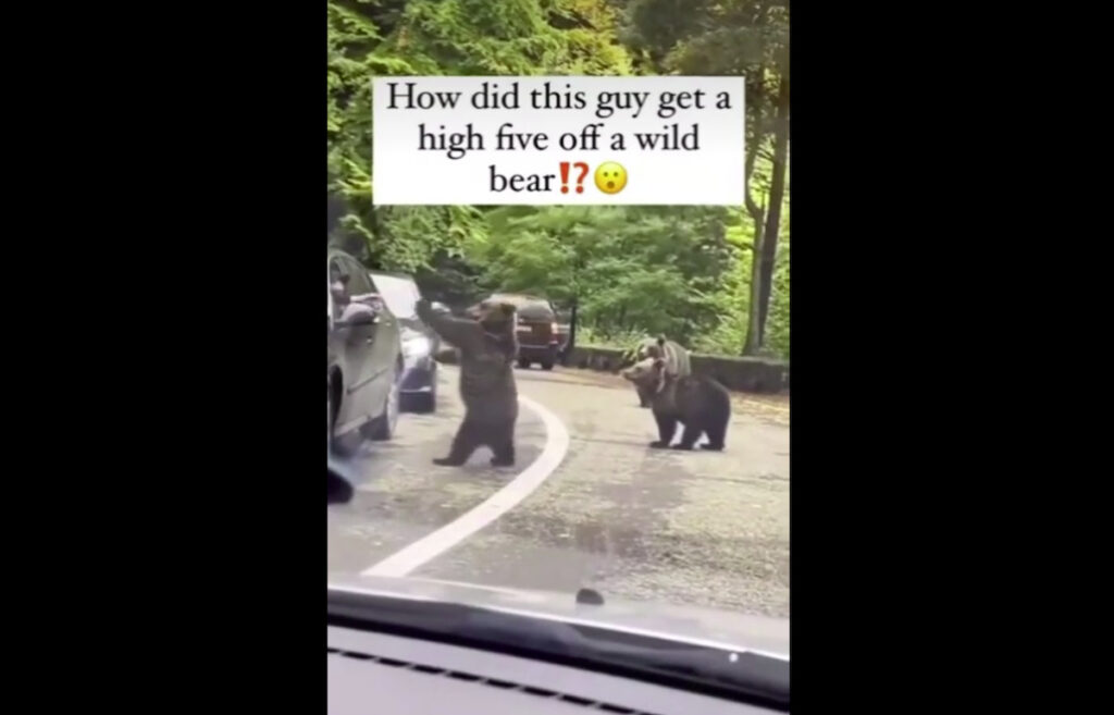 Il video del tenero orso che fa l’high five all’automobilista