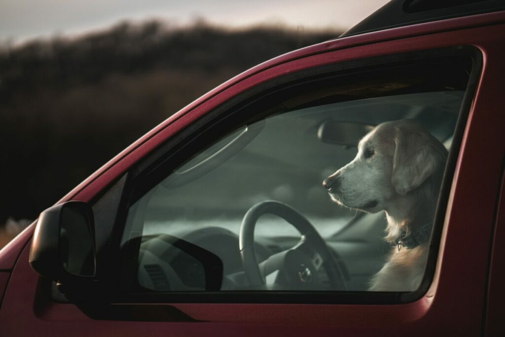 Si può rompere un finestrino per salvare un cane in automobile?