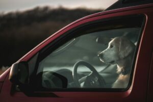 cane automobile finestrino
