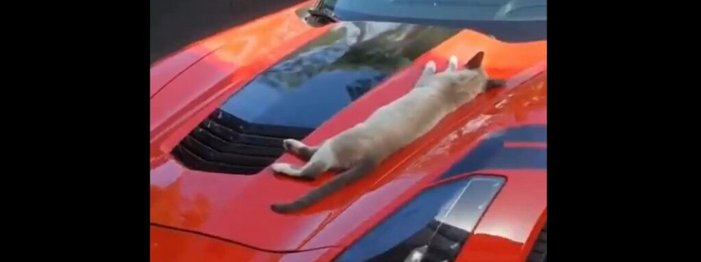 Quando svegli un gatto che dorme sul cofano della tua auto