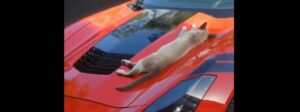 gatto pennica su cofano auto