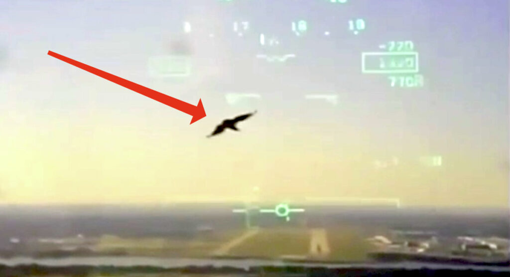 Un uccello viene risucchiato dal motore del jet causando la caduta dell’aereo