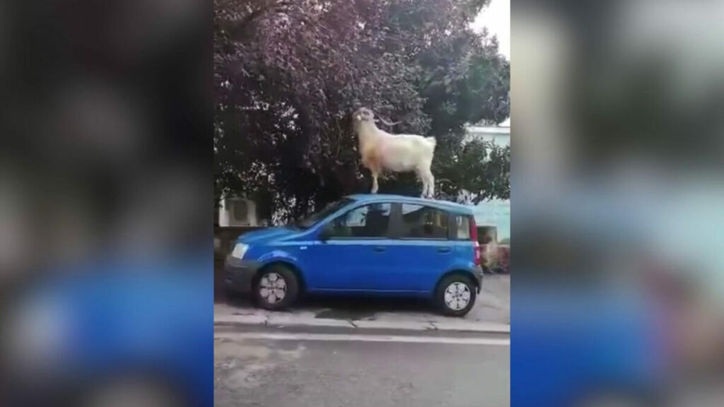 A Roma una capra sale su una Panda per mangiare le foglie di un albero
