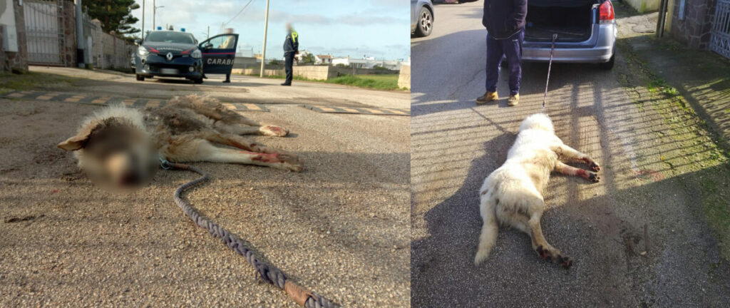 Orrore in Puglia: trascina il cane con l’auto per punirlo fino ad ucciderlo