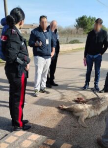 cane ucciso