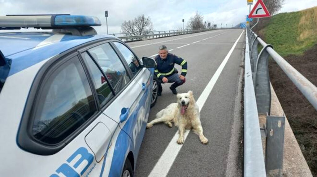 Polizia Stradale salva un cane avvelenato che rischiava di essere travolto