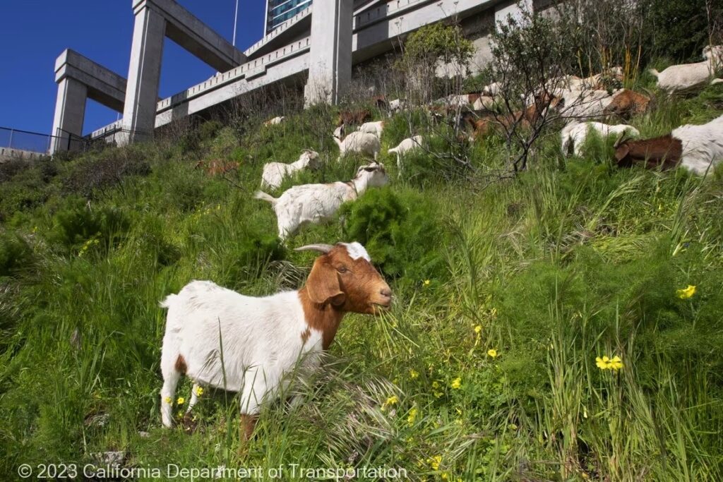 A San Francisco liberano 140 capre per combattere gli incendi e il traffico impazzisce