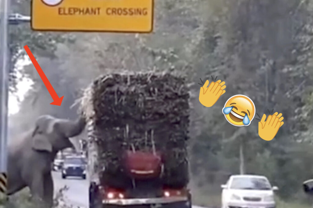 L’elefante ferma i camion di canna da zucchero per uno spuntino veloce.