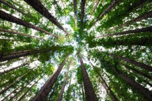 alberi-treno-Omio-Ecosia
