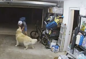 cane bici ladro