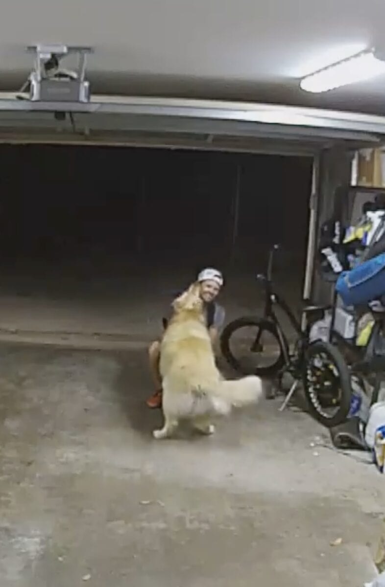 perro ladrón de bicicletas