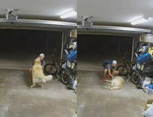 perro ladrón de bicicletas