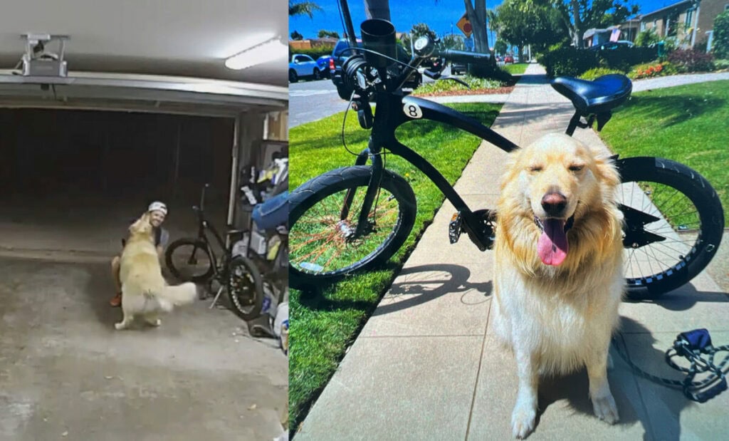 Arrestato il ladro di biciclette che si era fermato a fare le coccole al cane da guardia