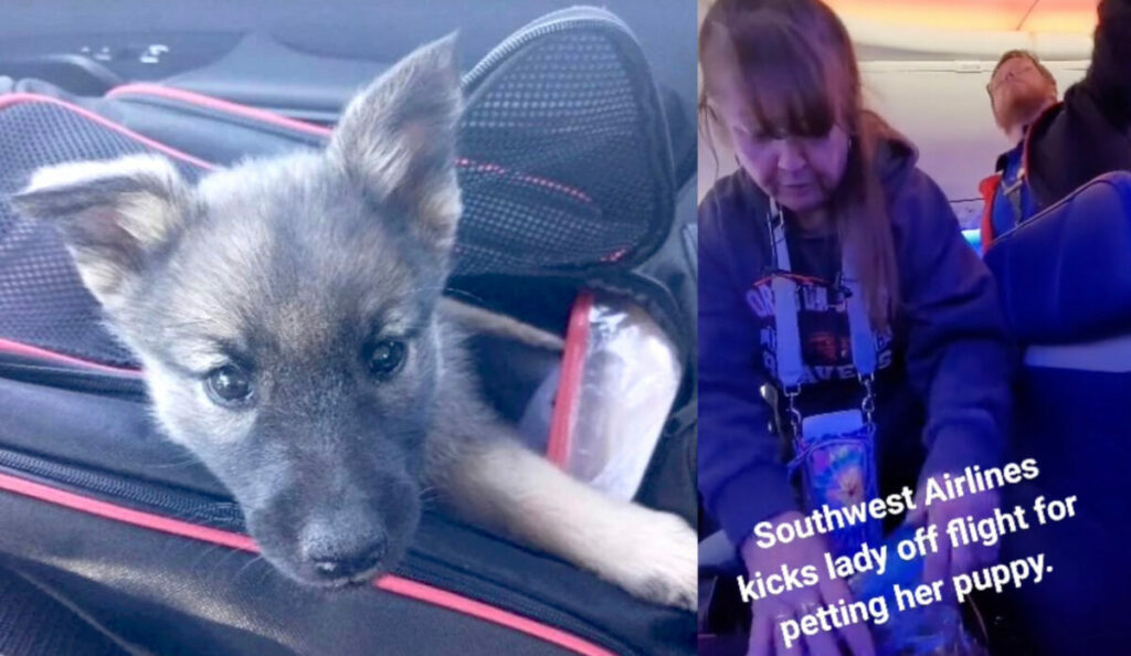 Una donna è stata allontanata da un aereo perchè accarezzava il proprio cucciolo