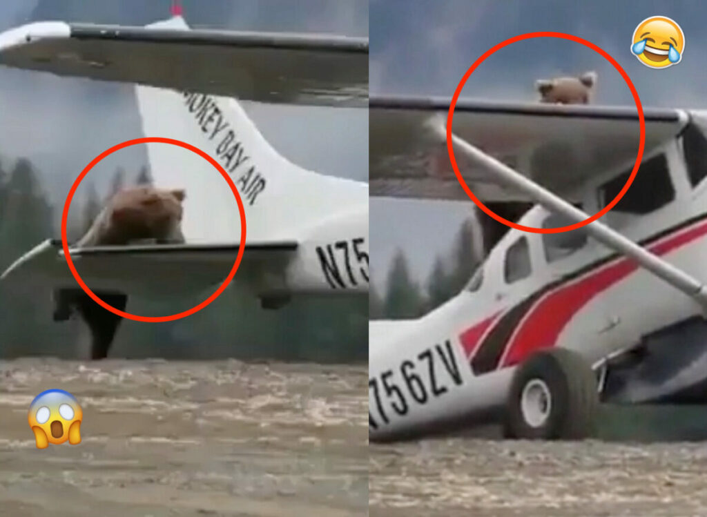 Il video virale dell’orso che vuole prendere l’aereo